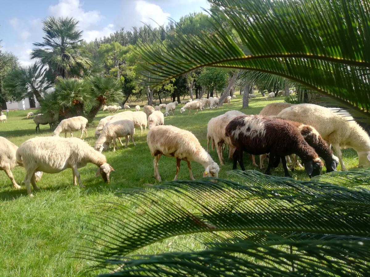 Agriturismo Torrevecchia San Pancrazio Salentino Zewnętrze zdjęcie