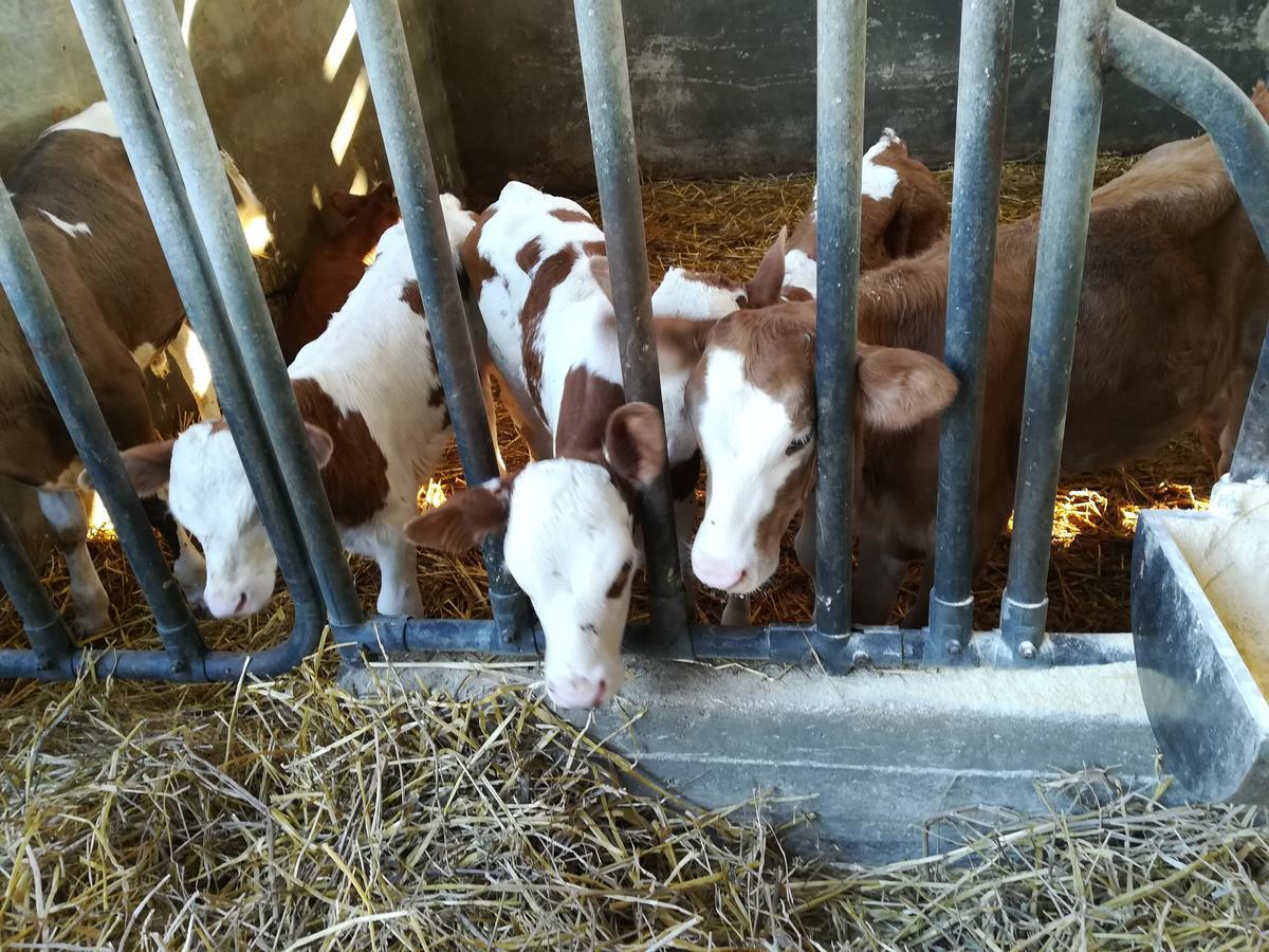 Agriturismo Torrevecchia San Pancrazio Salentino Zewnętrze zdjęcie