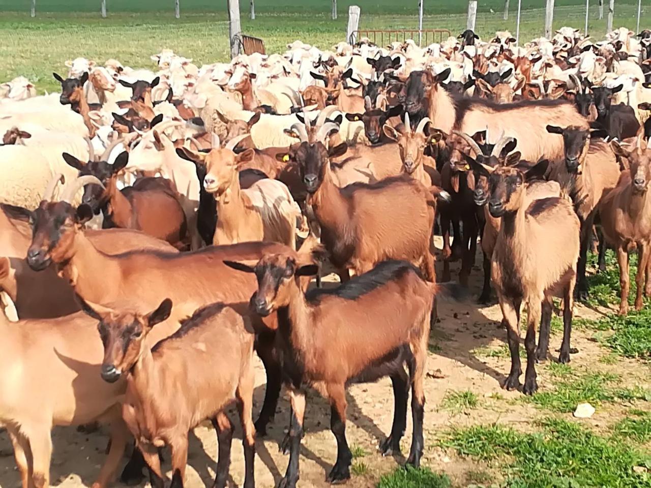 Agriturismo Torrevecchia San Pancrazio Salentino Zewnętrze zdjęcie