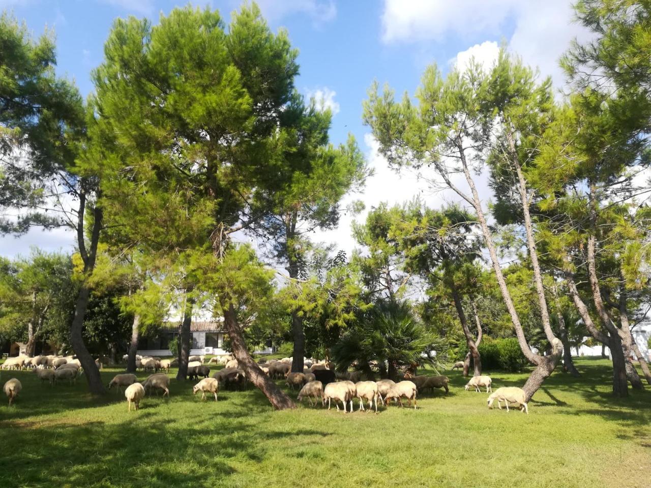 Agriturismo Torrevecchia San Pancrazio Salentino Zewnętrze zdjęcie