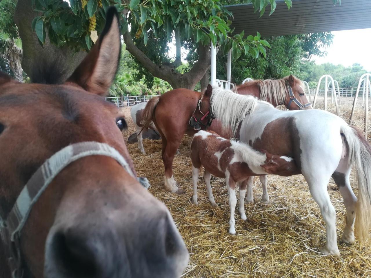 Agriturismo Torrevecchia San Pancrazio Salentino Zewnętrze zdjęcie