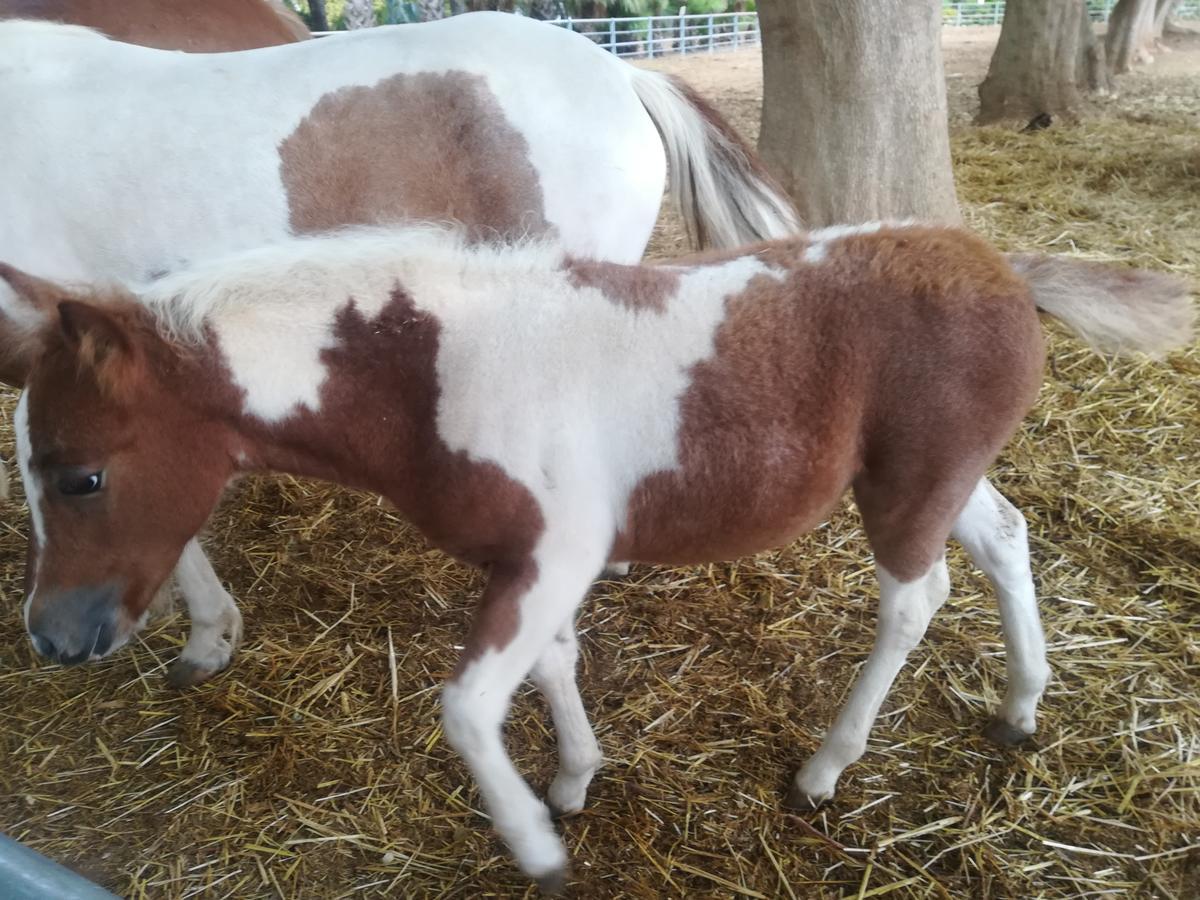 Agriturismo Torrevecchia San Pancrazio Salentino Zewnętrze zdjęcie