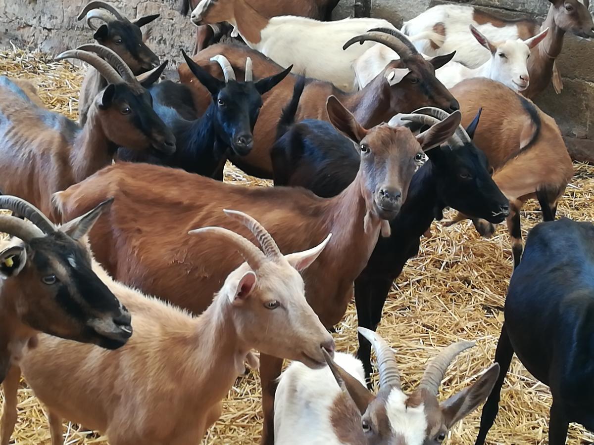 Agriturismo Torrevecchia San Pancrazio Salentino Zewnętrze zdjęcie